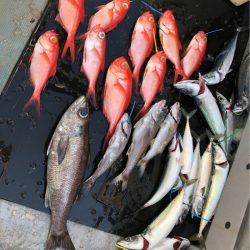 ＴＡＲＯＭＡＲＵ 釣果