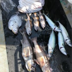 ＴＡＲＯＭＡＲＵ 釣果