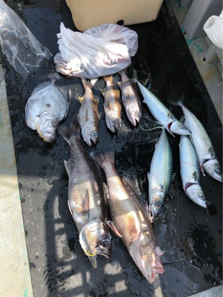 ＴＡＲＯＭＡＲＵ 釣果