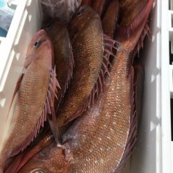 第二八坂丸 釣果