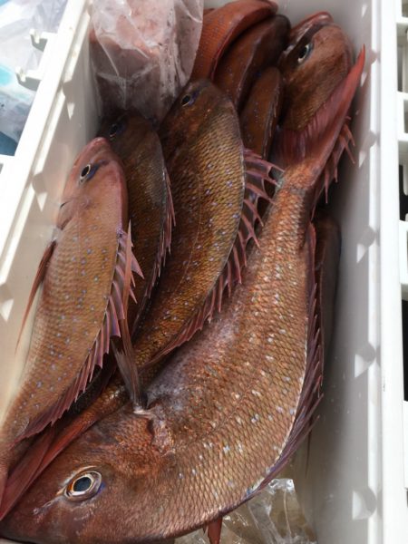 第二八坂丸 釣果