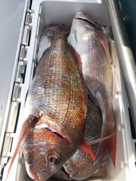 第二八坂丸 釣果