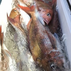 第二八坂丸 釣果