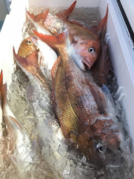 第二八坂丸 釣果