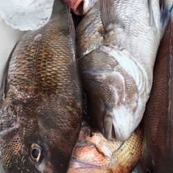 第二八坂丸 釣果