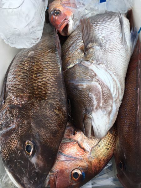 第二八坂丸 釣果