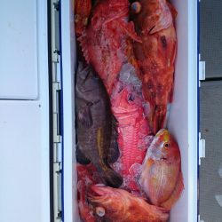 エンペラー 釣果