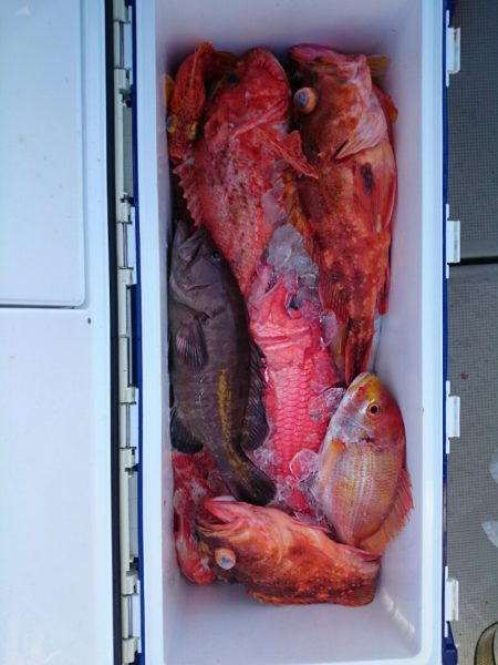 エンペラー 釣果