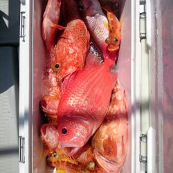 エンペラー 釣果