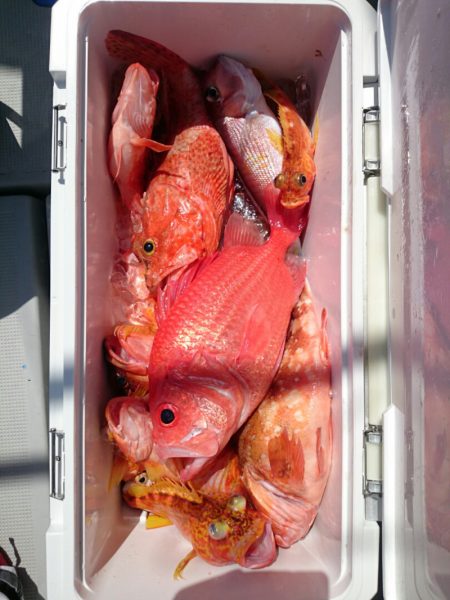 エンペラー 釣果