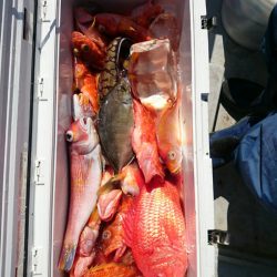 エンペラー 釣果