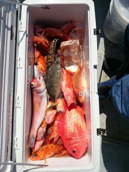 エンペラー 釣果