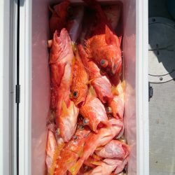 エンペラー 釣果