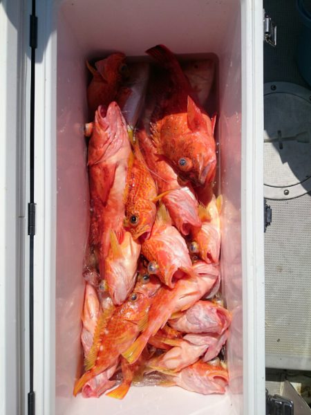 エンペラー 釣果