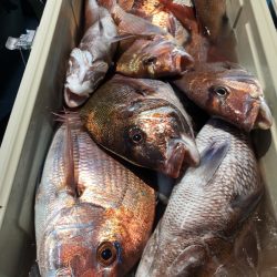 第二八坂丸 釣果