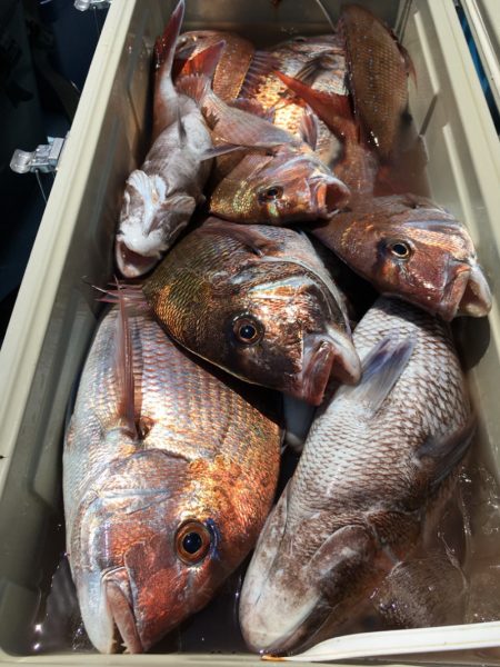 第二八坂丸 釣果