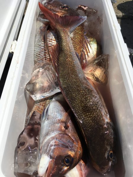 第二八坂丸 釣果