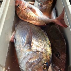 第二八坂丸 釣果