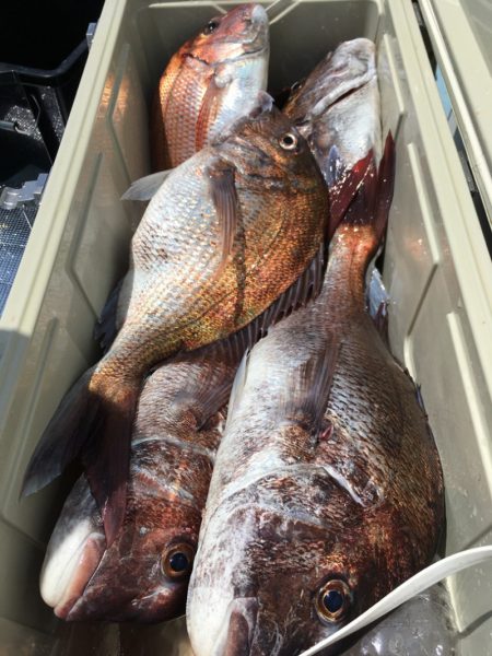 第二八坂丸 釣果