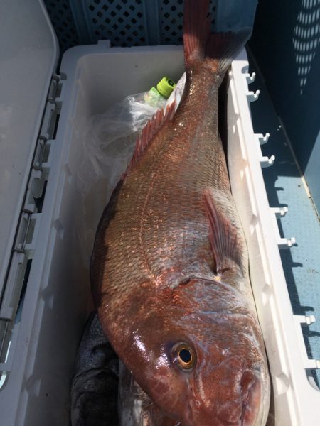 第二八坂丸 釣果