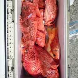 エンペラー 釣果