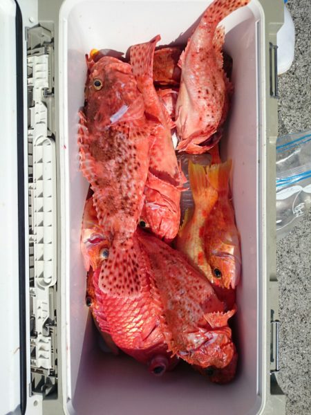 エンペラー 釣果