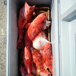 エンペラー 釣果