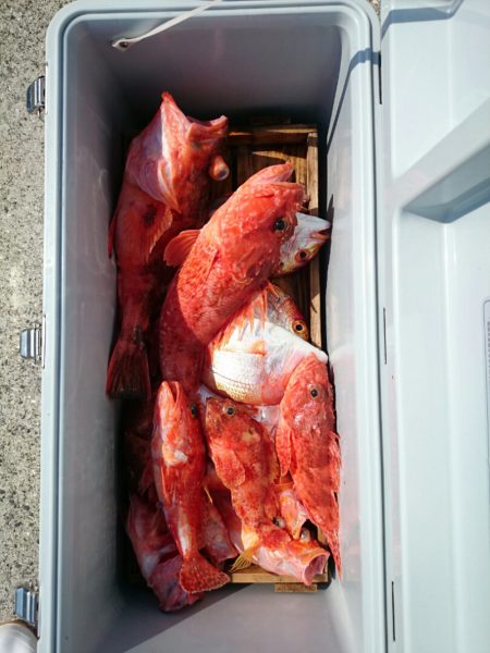 エンペラー 釣果