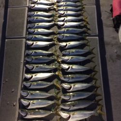 SeaRide(シーライド) 釣果