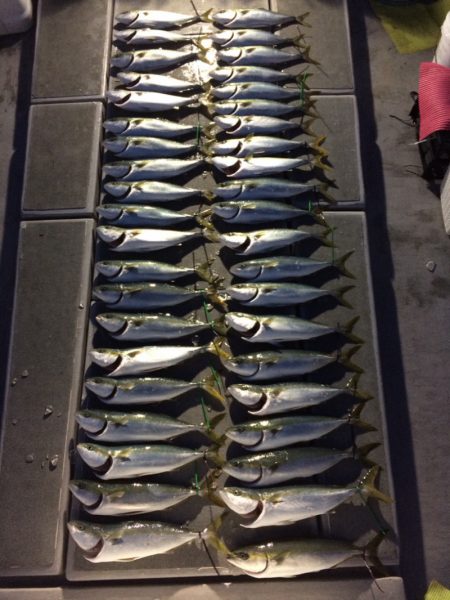 SeaRide(シーライド) 釣果