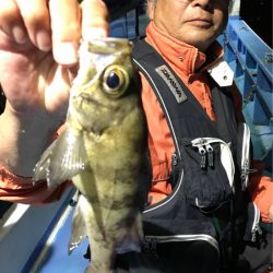 ヤザワ渡船 釣果