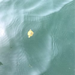 遊漁船メテオ 釣果