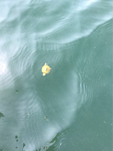 遊漁船メテオ 釣果