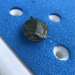 遊漁船メテオ 釣果