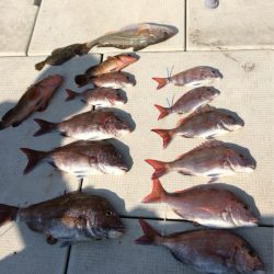 遊漁船メテオ 釣果