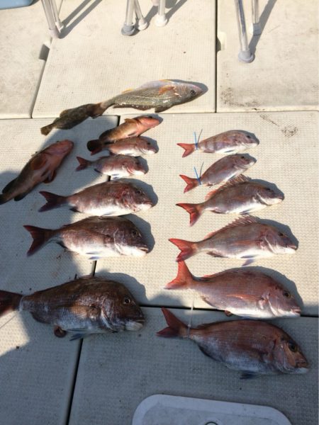 遊漁船メテオ 釣果