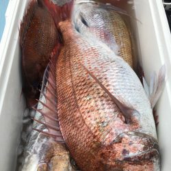 第二八坂丸 釣果