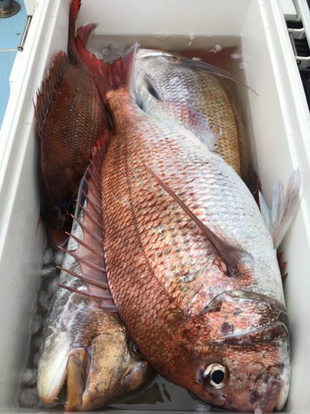 第二八坂丸 釣果