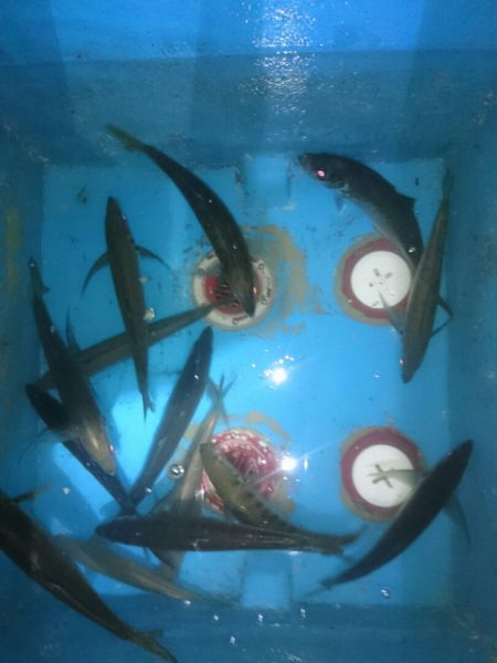 エンペラー 釣果