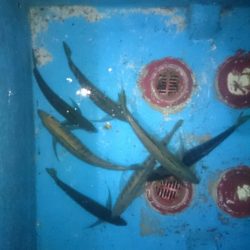 エンペラー 釣果