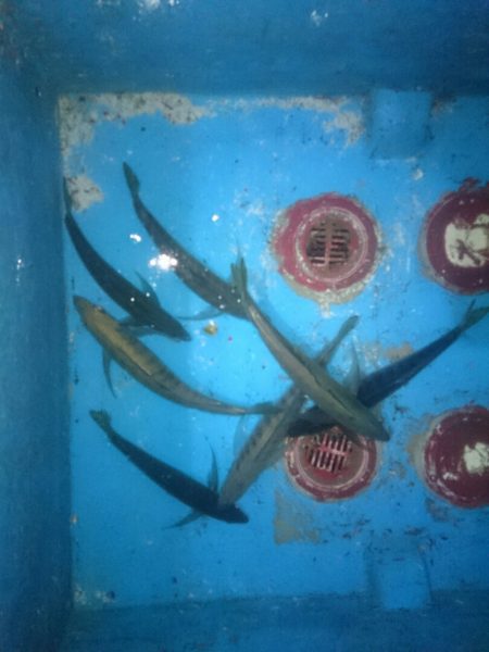 エンペラー 釣果