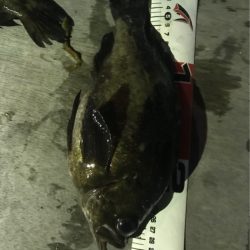 遊漁船メテオ 釣果