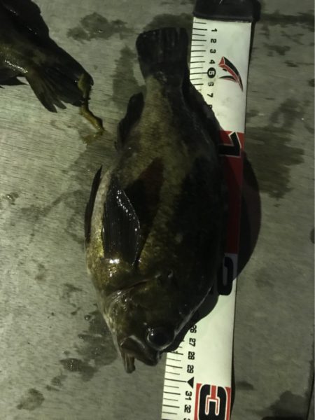 遊漁船メテオ 釣果