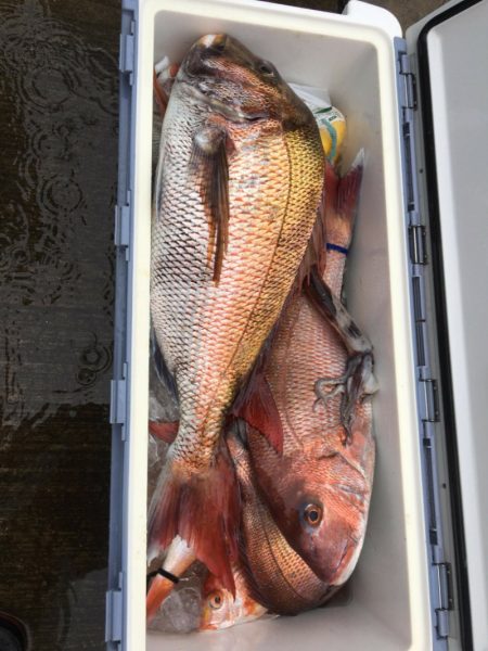 ARCADIAⅡ (アルカディアⅡ) 釣果