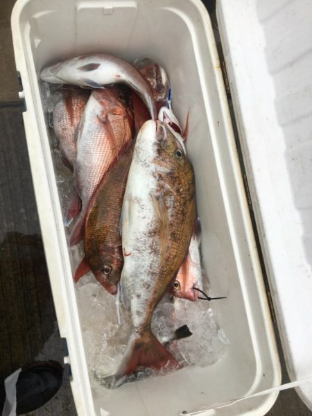 ARCADIAⅡ (アルカディアⅡ) 釣果