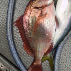 エヌスタイル 釣果