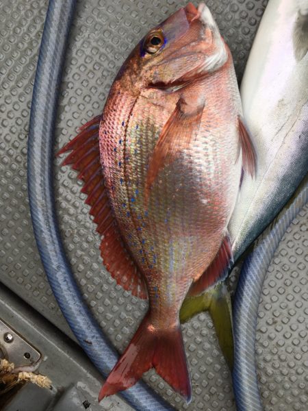 エヌスタイル 釣果