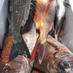 第二八坂丸 釣果