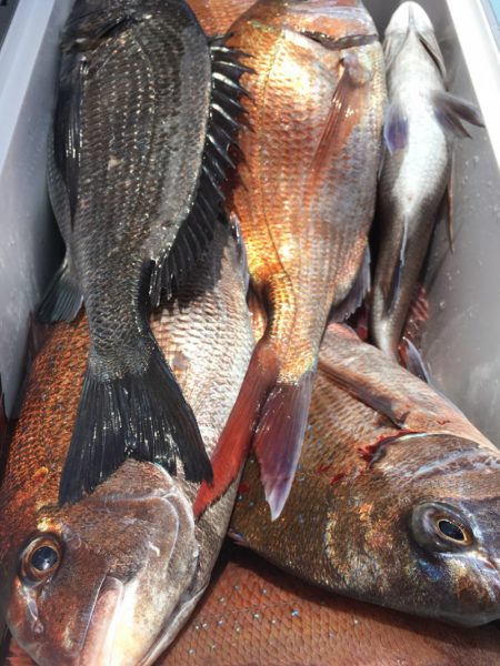 第二八坂丸 釣果