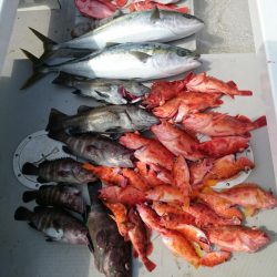 エンペラー 釣果